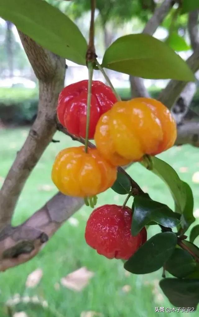 红果仔原产巴西,所以称为巴西红果仔,形似樱桃,又称蕃樱桃.