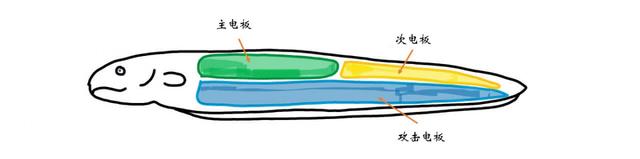 电鳗为什么会放电，电鳗为什么会放电百科（放电瞬间电压高达800伏特）