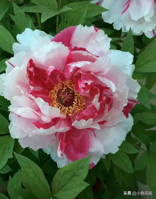 母亲节送什么花，母亲节送什么花最适合（能送给母亲的花不只是康乃馨）