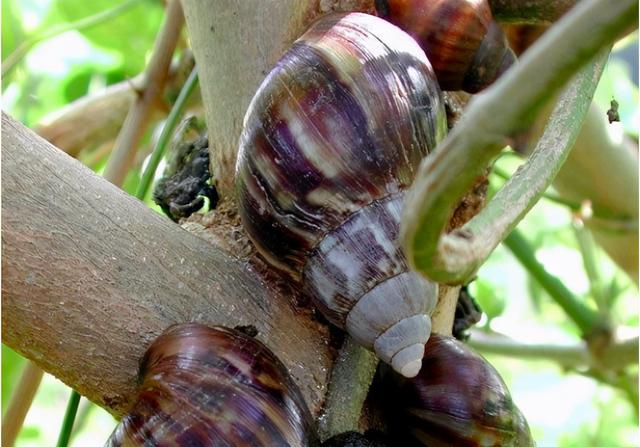 蜗牛的身体结构，蜗牛的主要身体结构和作用（在中国泛滥成灾的非洲大蜗牛）