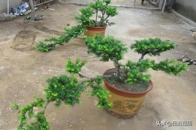 红豆杉修剪方法图解，红豆杉的修剪（临水、悬崖、斜干、曲干最漂亮）