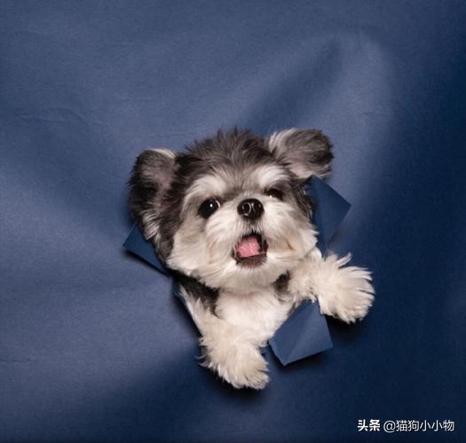 狗狗教什么意思，狗狗教是什么意思（圣火“喵喵教”PK光明“狗狗教”）