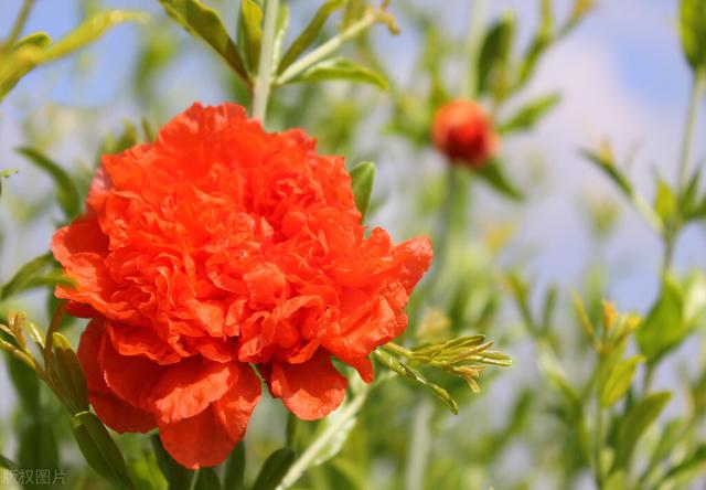 石榴花像什么，石榴花像什么比喻句简单（殷满仓乡土散文‖《石榴花开》）