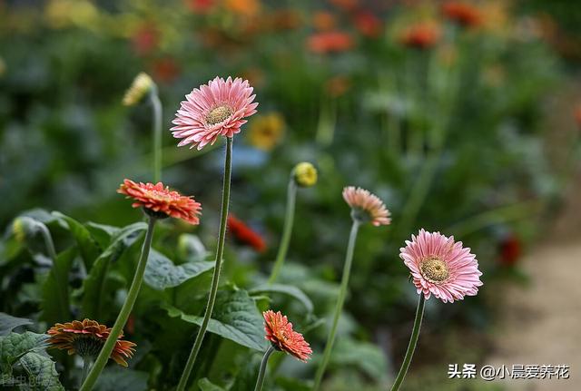 扶郎花（扶郎花花束，花农教你三个养护要点（扶郎花花束图片 花语）
