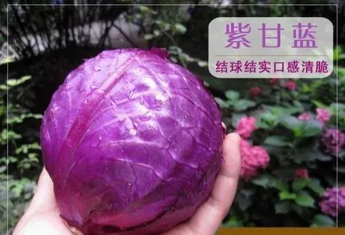 紫色的菜叫什么蔬菜，紫色的蔬菜有哪些（懒人蔬菜—紫色甘蓝）