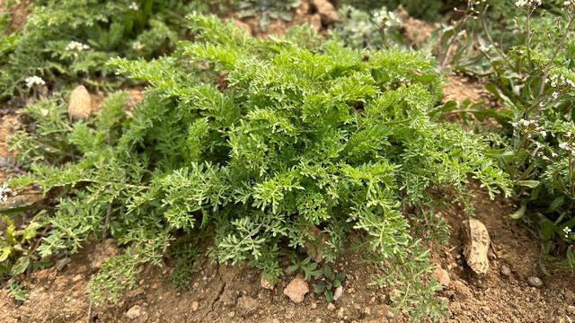 这么多野菜你认识几种，比韭菜还鲜嫩