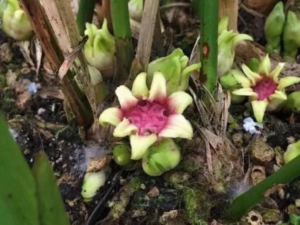 鲜花的花语和花的数目的寓意，鲜花数量的寓意（100种迷人的“数字花”）