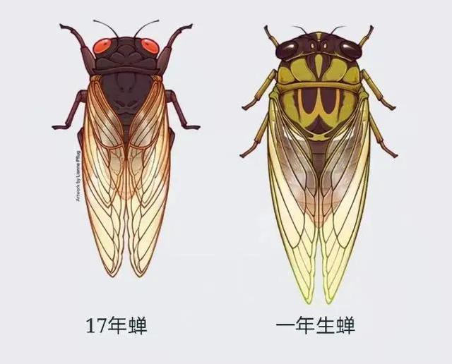 奇数偶数是什么意思，偶数是什么意思（小学生都能读懂的巧辨质数）