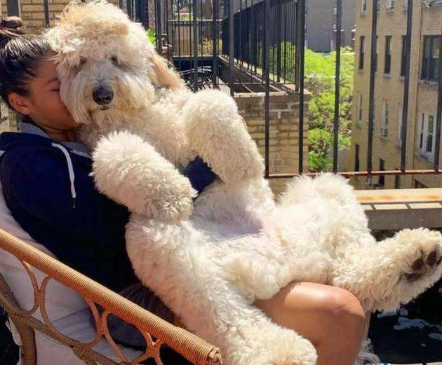 巨贵犬多少钱一只，比熊犬价格大概多少钱一只（网友：养得起这些狗）