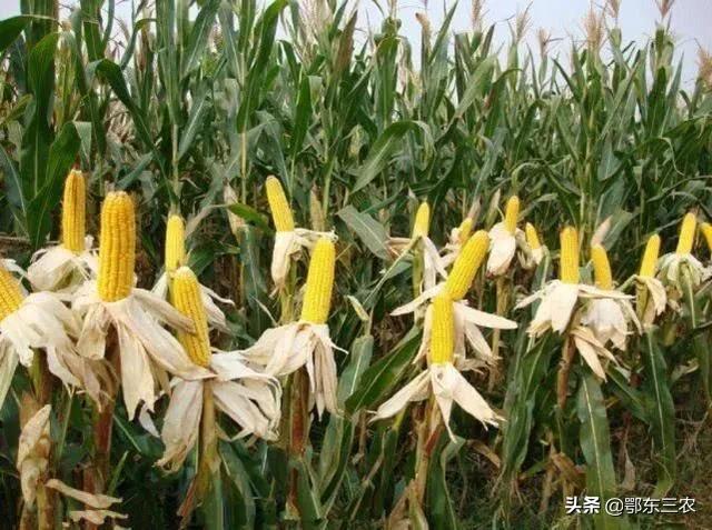 玉米什么时候种，玉米什么时候播种（种玉米要扬花期避开伏天）