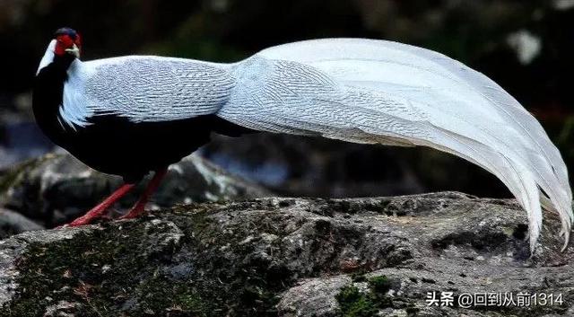 白娴鸟（白娴鸟图片，白娴鸟怎样的养殖（白鹇鸟唯美图片）