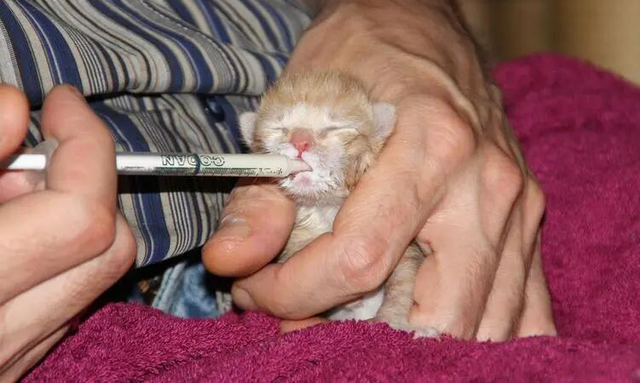 一个月幼猫怎么养，一个月大的猫咪怎么养（教你手把手将刚出生的猫咪给带大）