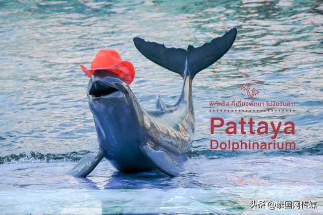 芭提雅旅游攻略，芭提雅最佳旅游攻略（泰国芭提雅22个游玩地点推荐）