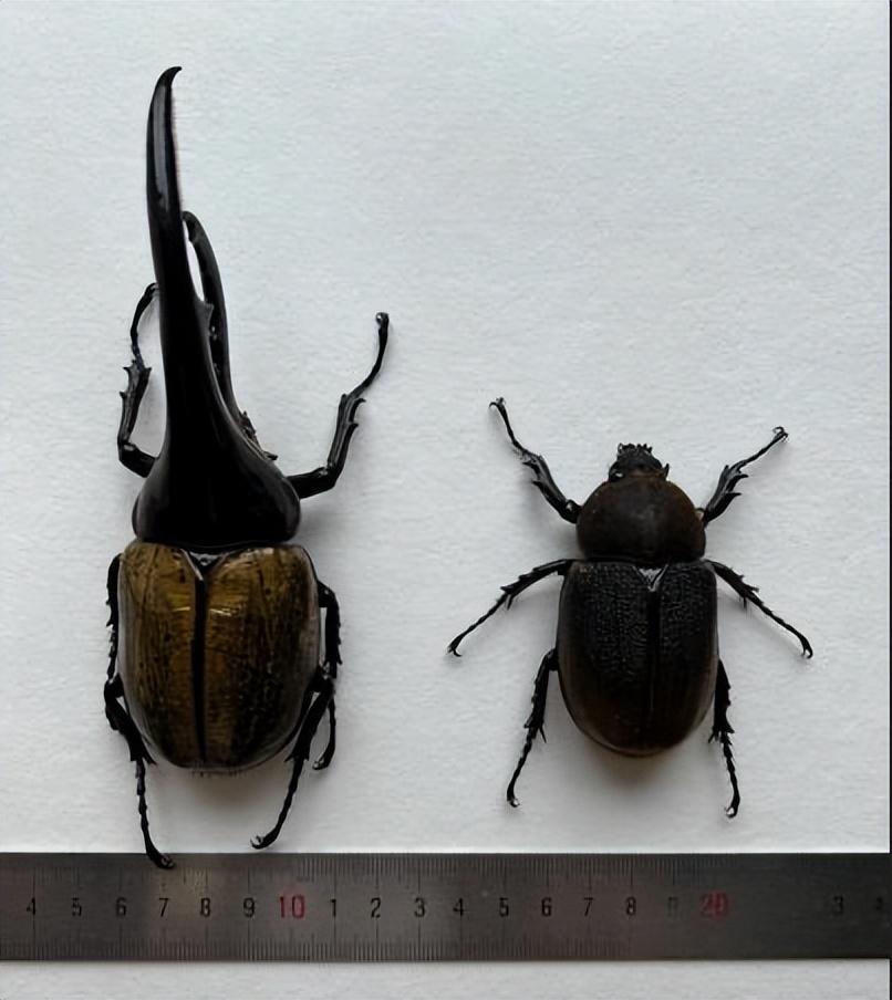 大力神甲虫又被称为"长戟大兜虫","赫拉克勒斯"等,是世界上体型最长的