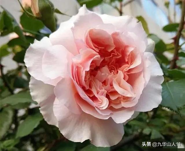 红帽子月季的品种介绍和养殖方法,小红帽月季有几种颜色(常见丰花月季