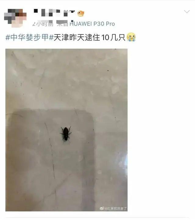家里出现黑色爬行虫子，家里出现一种黑色爬得很快的虫子（注意，见到这样的一定要小心…）