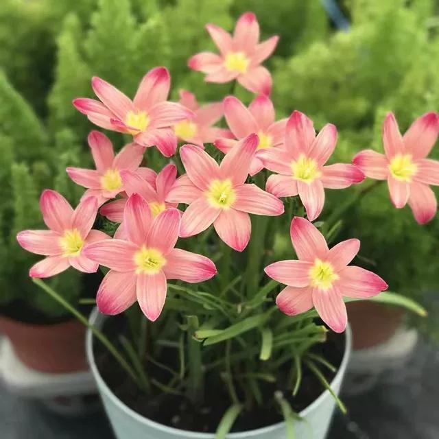 风雨花的花语是什么，风雨花的花语和寓意（做好“1翻3养”）