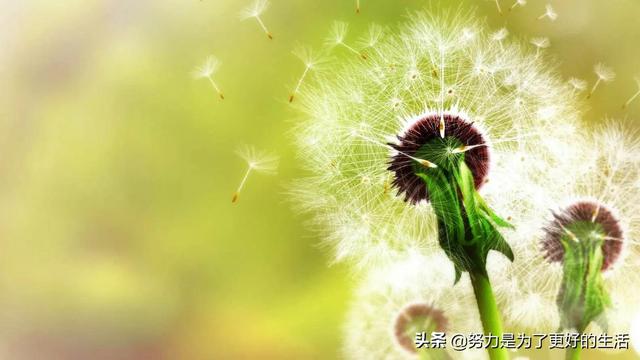 薄荷花的花语是什么，那些令人惊艳的花语