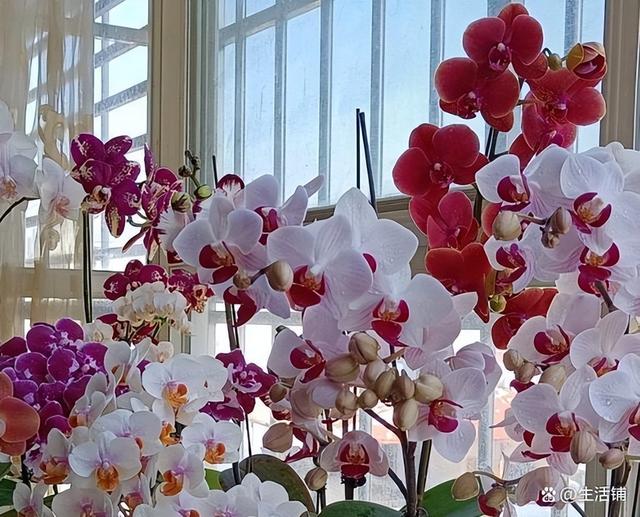 花蔫了怎么救活，花晒蔫了怎么补救合适（3个方面注意方法，轻松养开花）