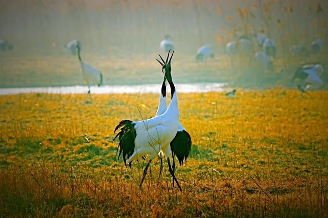印度的国鸟是什么，各个国家的国鸟是什么（揭秘为什么中国还没有“国鸟”）