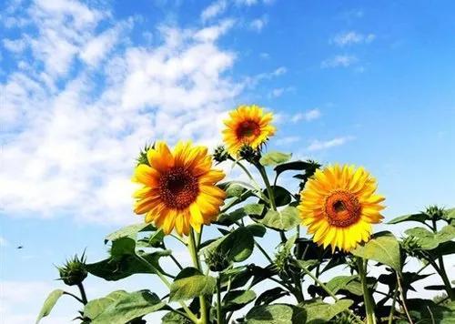 向日葵长什么样，向日葵的茎是什么样的（分享图片，生机勃勃的向日葵）