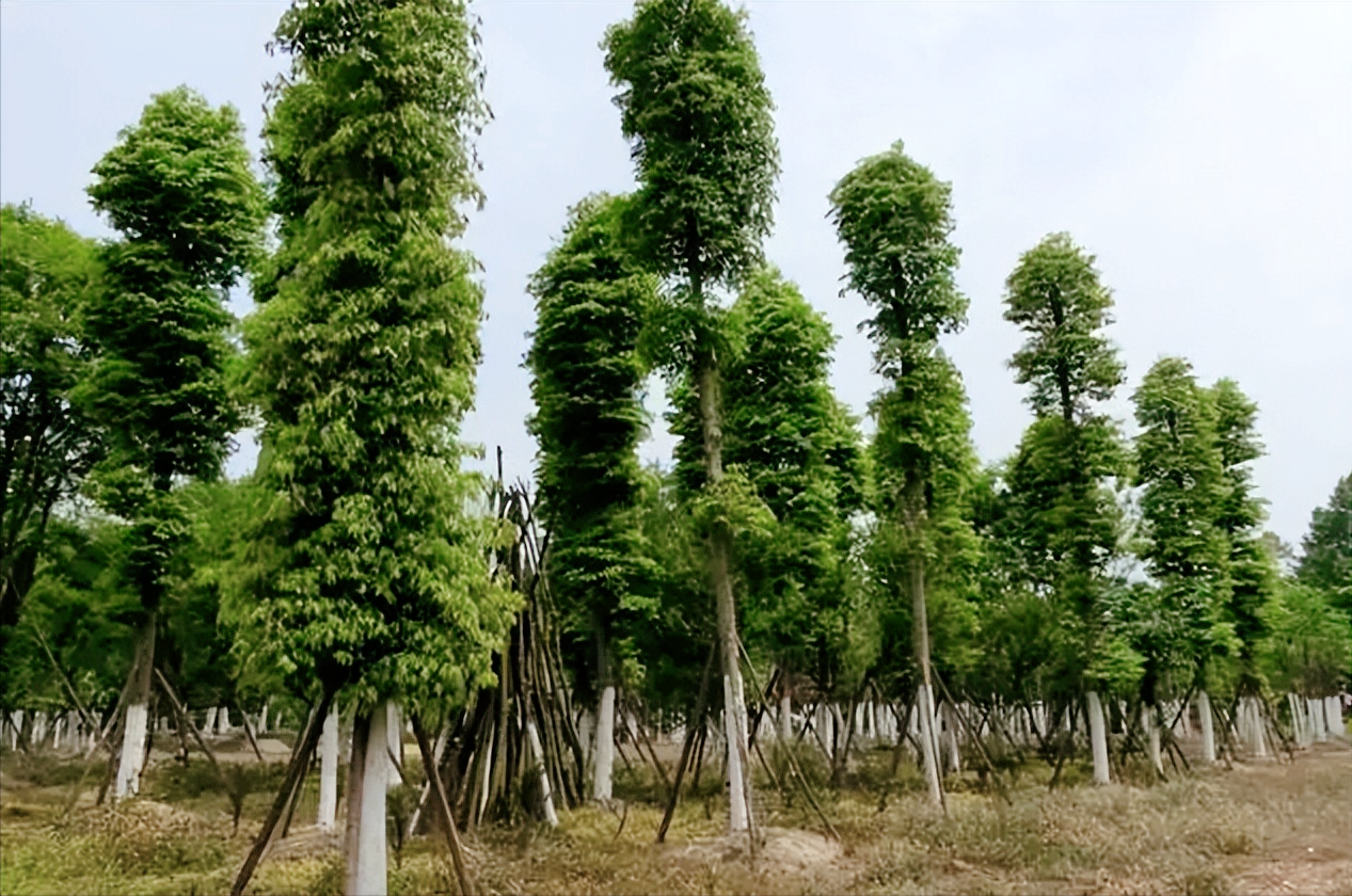 水楠树,楠树,楠木镇楠木树(第5页)_大山谷图库