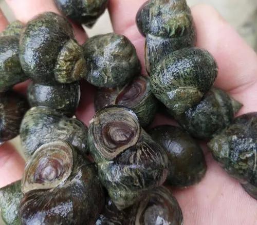 田螺人工养殖技术及注意事项，田螺人工养殖技术及注意事项有哪些（田螺养殖亩产能2-4万元是真的吗）