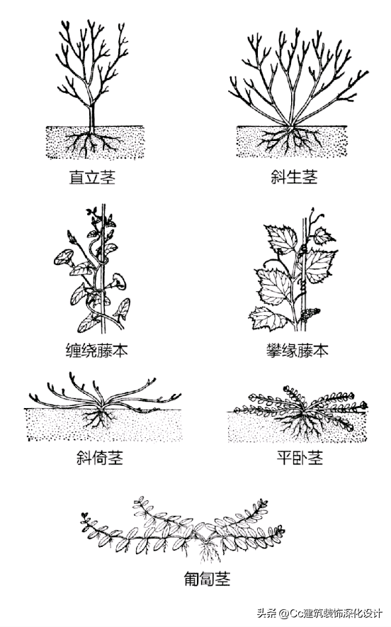 平行脉的主要分类，平行脉的叶子有哪些（超全植物形态图解——珍藏版）