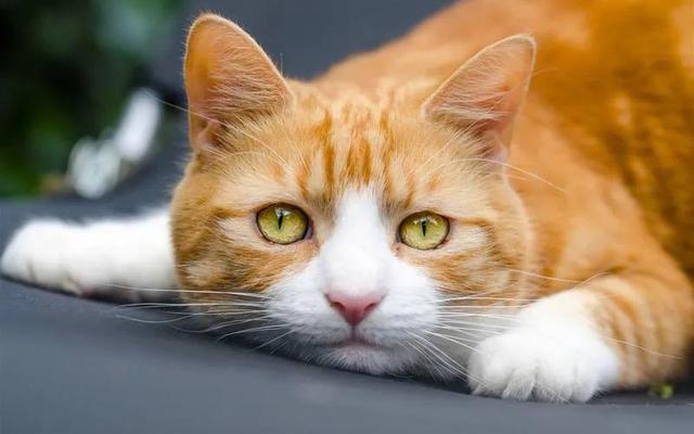 宠物空运宠物航空托运，国内航班宠物托运（宠物猫咪航空托运需要注意哪些细节）