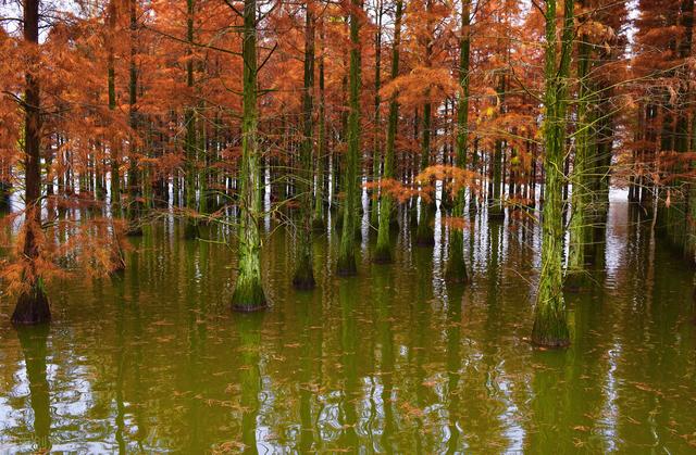 南京周边旅游景点推荐，南京周边自驾游（34个好玩又免费的宝藏公园）