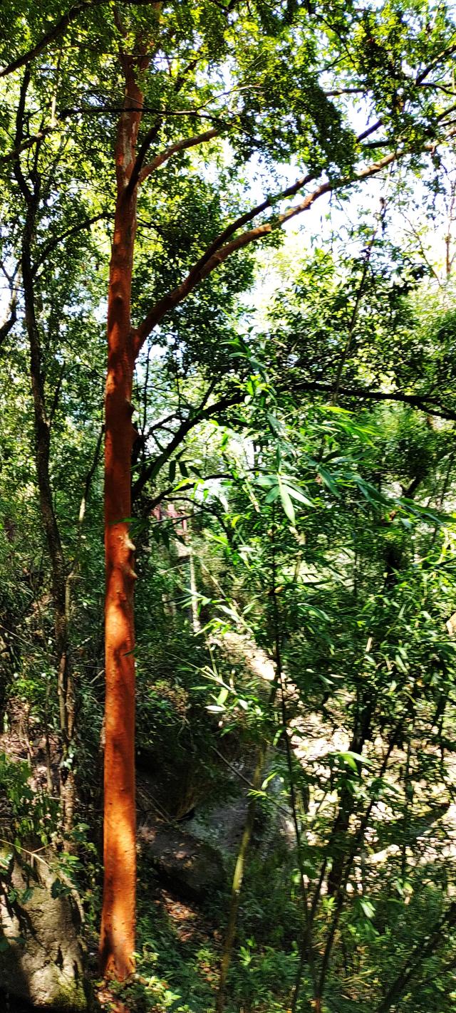 杭州二日游攻略，杭州二日游攻略自由行（杭州-武夷山二日游之绿野仙踪漫游道）