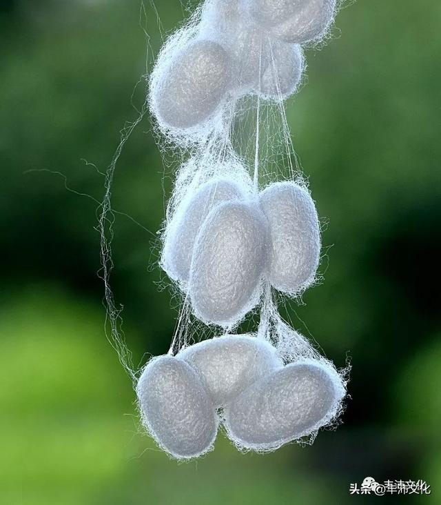 茧有何寓意，茧跟什么有关（这些常说的“侃子”②）