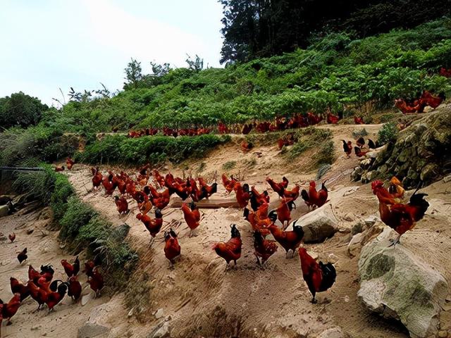 丰都麻辣鸡块，丰都麻辣鸡