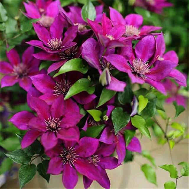 世界上最漂亮的花，世界上十大最漂亮的花（10种“吉祥花”）