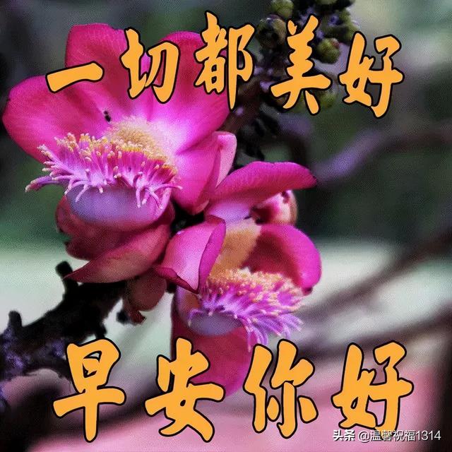 每日问候早安心语，每天早安问候语（新的一天阳光暖心祝福早安心语说说句子）