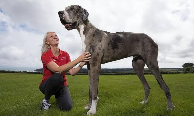 世界犬种大全 最大图片