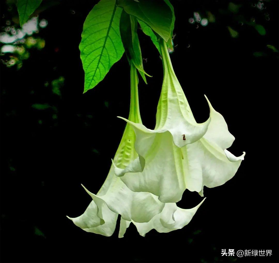 见过醉心花,洋金花,风茄花,山茄花,曼陀罗吗?传说很美很毒