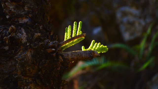 早春的古诗有哪些，描写早春的古诗词大全（满满的温暖和希望）