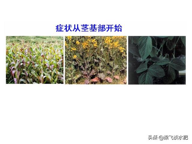 磷酸二氢铵化学式，什么是磷酸二铵（磷酸一铵、二铵、磷酸脲和磷酸二氢钾在滴灌水肥一体化中如何选择）