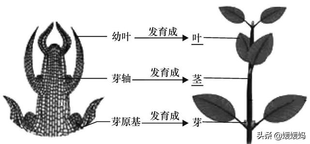 草履虫的结构，草履虫的结构层次模式图（应考技巧丨初中生物识图题常用结构示意图）