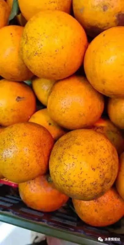 什么是乌柑，真的有乌柑这个品种吗（砂皮病、非洲乌柑、白癫病）