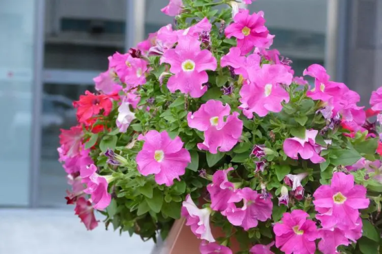 春天开的常见的花，春天的花有哪些（春天的花有哪些 名字）