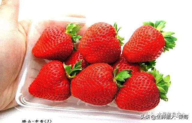 九九草莓特点，九九草莓有几个品种（中国草莓主要产地分布及品种介绍）