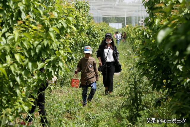 百香果的种植方法，百香果种植时间和方法（教你怎样种百香果树）