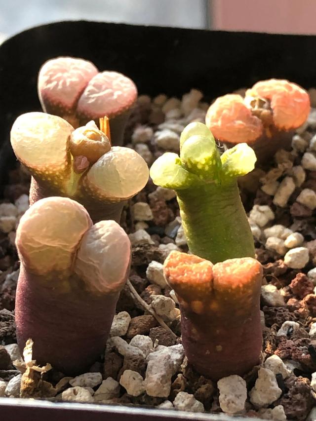 多肉灯泡，自家多肉 请君欣赏（多肉灯泡怎么养）