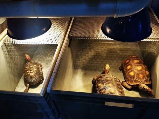 上海大自然野生昆虫馆，上海大自然野生昆虫馆图（上海首个区级专业陆生野生动物收容救护点）