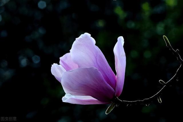 世界上最漂亮的花，世界上最漂亮的十种花（世界上最美的花，只为他开放）