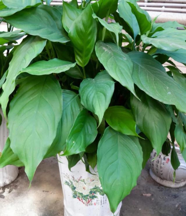 笑靥和笑魇的区别，笑魇如花还是笑靥如花（笑魇如花还是笑靥如花读音）