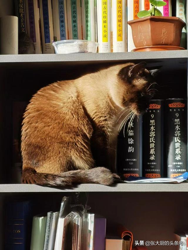 独一无二的猫字女网名，一眼就吸引人的网名（猫想当网红，取个什么名字好）