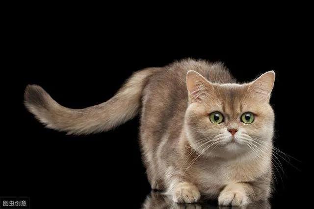 猫咪的尾巴竖起来是什么表现，猫咪像电线杆一样的尾巴可以给我们传递什么信息呢
